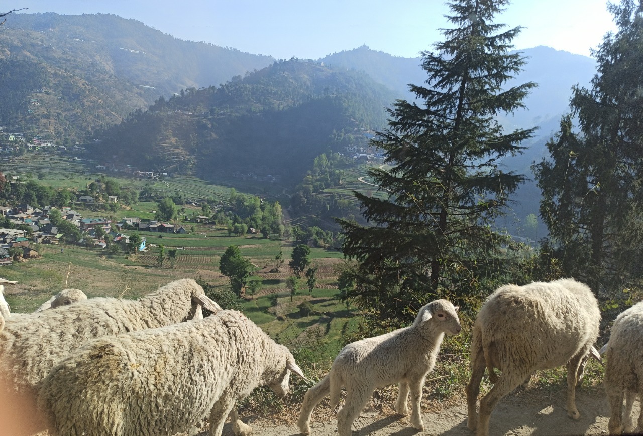 Sheep on the road towards Devidarh
